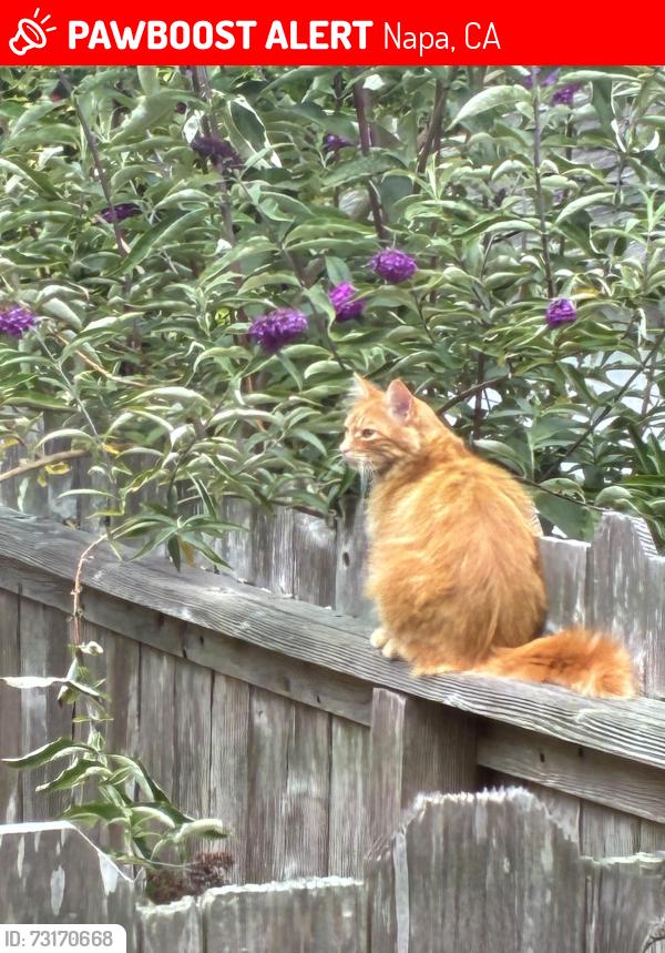 Lost Male Cat last seen Younge ave, the street, Napa, CA 94558