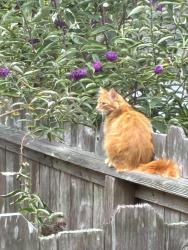 Lost Male Cat last seen Younge ave, the street, Napa, CA 94558