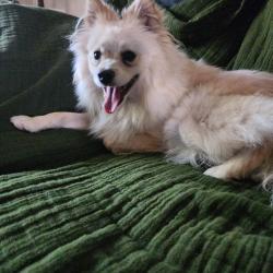 Reunited Male Dog last seen On Cherry Ave near Grace Community Church, Visalia, CA 93292
