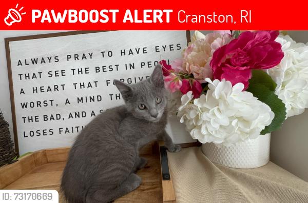 Lost Female Cat last seen Latte Love, Cranston, RI 02921