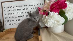 Lost Female Cat last seen Latte Love, Cranston, RI 02921