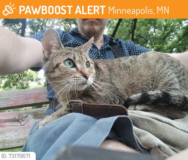 Found/Stray Unknown Cat last seen 3rd ave and 24th near MIA, Minneapolis, MN 55404