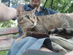 Found/Stray Unknown Cat last seen 3rd ave and 24th near MIA, Minneapolis, MN 55404