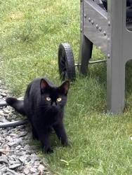 Reunited Unknown Cat last seen White Tail road, Eliot, ME 03903