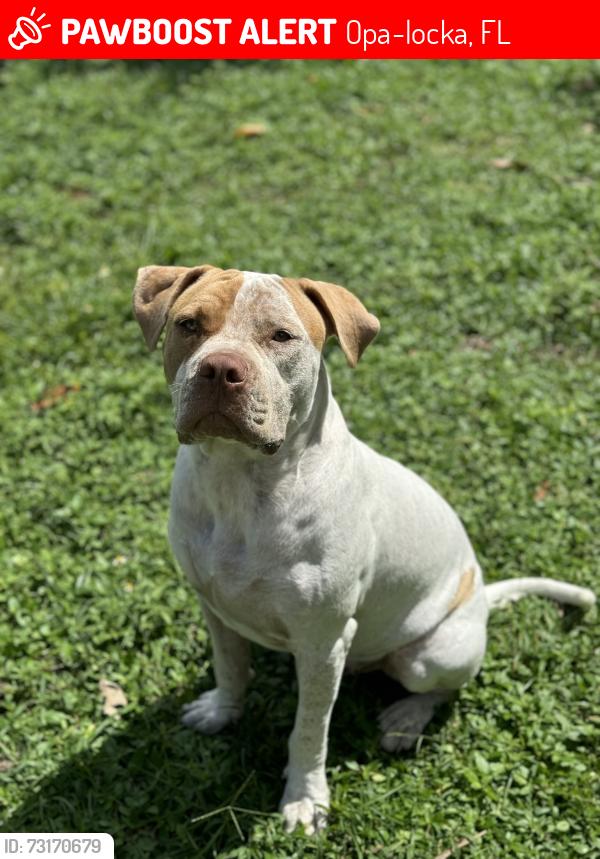Lost Male Dog last seen 128th street, Opa-locka, FL 33054