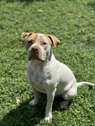 Lost Male Dog last seen 128th street, Opa-locka, FL 33054