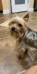 Lost Male Dog last seen Normandy street And Victory Blvd, Portsmouth, VA 23701