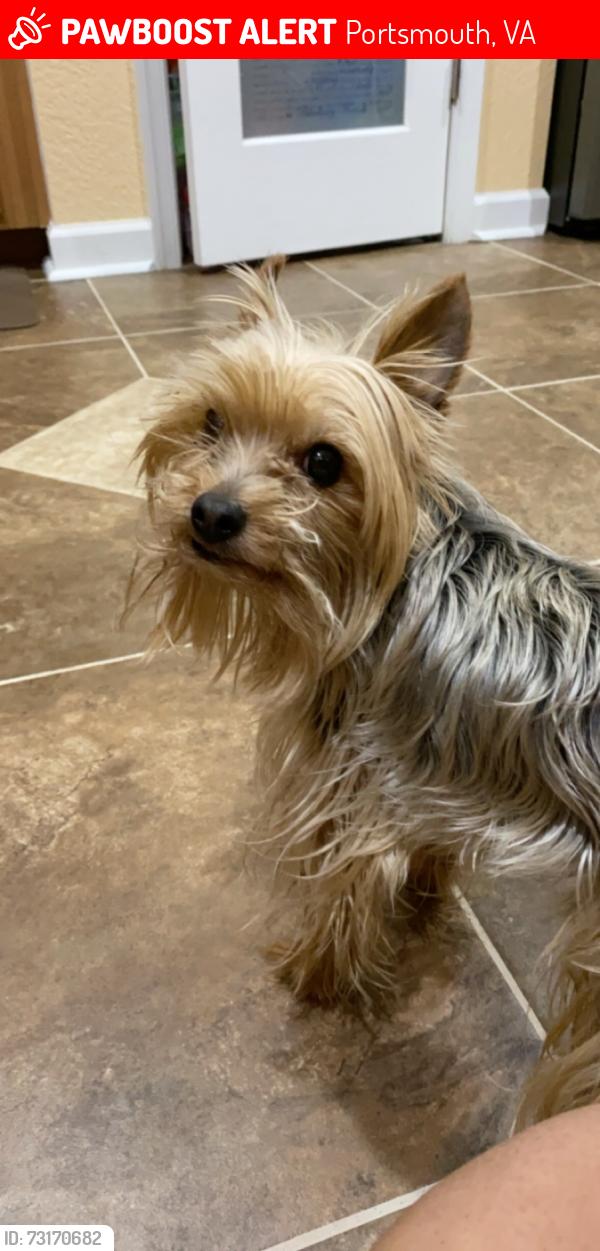 Lost Male Dog last seen Normandy street And Victory Blvd, Portsmouth, VA 23701