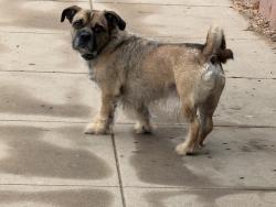 Reunited Male Dog last seen Pescadero Ave and Sunset Cliffa Blvd, San Diego, CA 92107