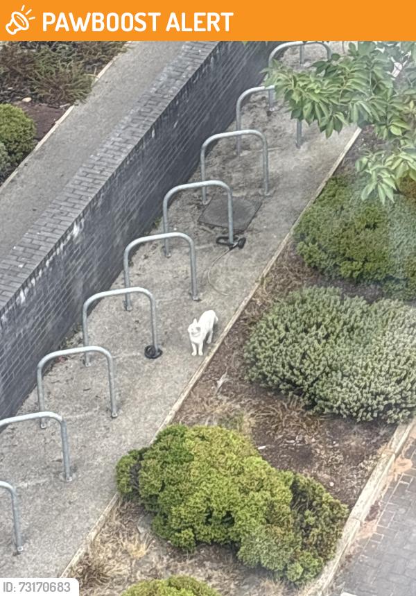 Found/Stray Unknown Cat last seen Fabrick square car park, Deritend, England B12 0AF
