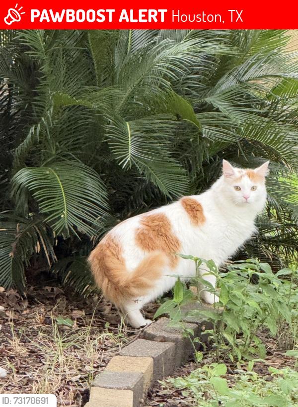 Lost Male Cat last seen Brittmore, Houston, TX 77043