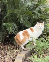 Lost Male Cat last seen Brittmore, Houston, TX 77043