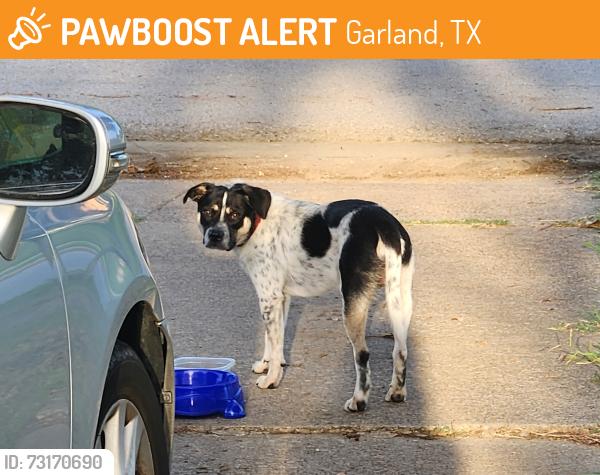 Found/Stray Male Dog last seen Centerville, Garland, TX 75043