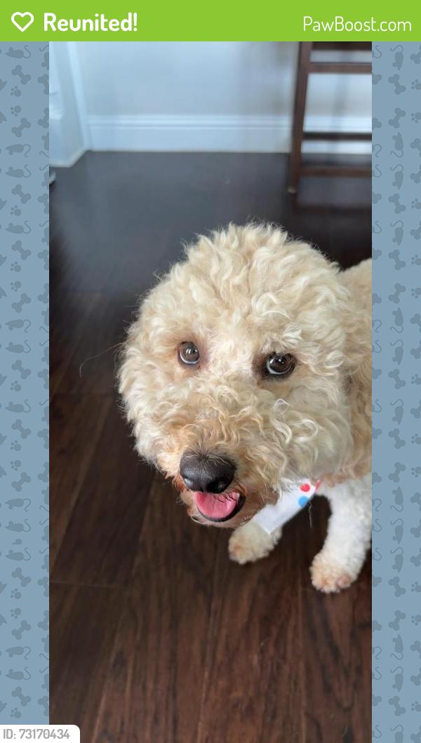 Reunited Male Dog last seen Desoto tx, DeSoto, TX 75115