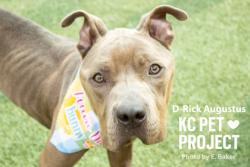 Shelter Stray Male Dog last seen E 41st St & College Ave, KCMO, 64130, 64130, MO, 7077 Elmwood Ave, Kansas City, MO 64132, USA
