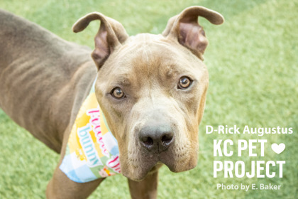 Shelter Stray Male Dog last seen E 41st St & College Ave, KCMO, 64130, 64130, MO, 7077 Elmwood Ave, Kansas City, MO 64132, USA