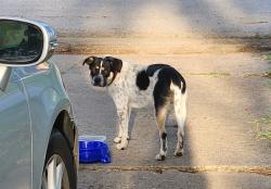 Found/Stray Male Dog last seen Centerville, Garland, TX 75043