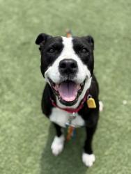 Shelter Stray Female Dog last seen Near Ashbury, 3rd District, OH, 9203 Detroit Ave, Cleveland, OH 44102, USA