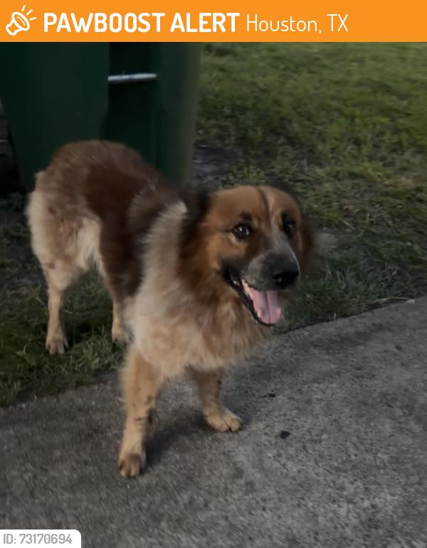 Found/Stray Unknown Dog last seen Derrick and Lazy Spring Dr, Houston, TX 77080