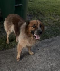 Found/Stray Unknown Dog last seen Derrick and Lazy Spring Dr, Houston, TX 77080