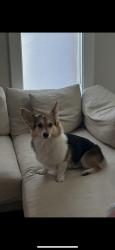 Lost Female Dog last seen 30th street and norton, Los Angeles, CA 90018