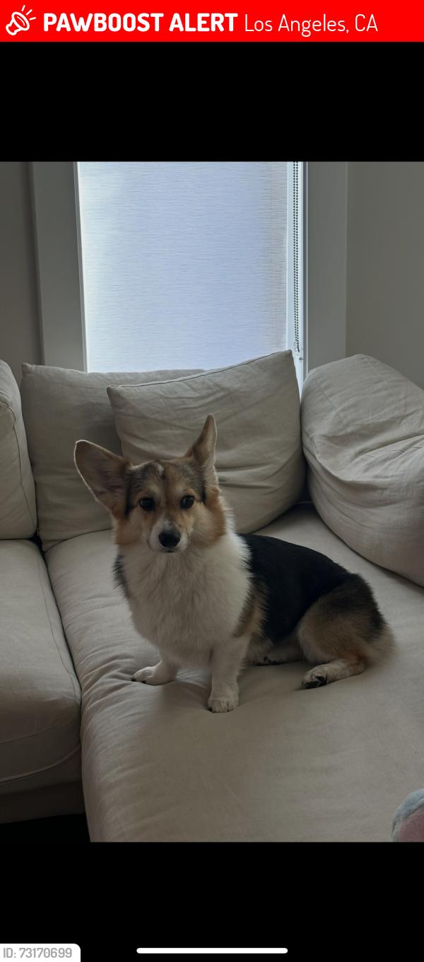 Lost Female Dog last seen 30th street and norton, Los Angeles, CA 90018