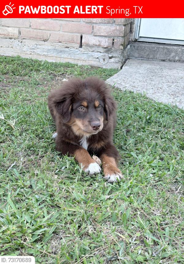 Lost Male Dog last seen Near Cimber Ln Spring Tx, Spring, TX 77373