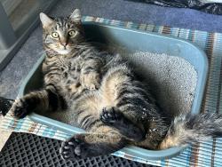Lost Male Cat last seen Maddox Creek, Mount Vernon, WA 98274
