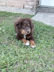 Lost Male Dog last seen Near Cimber Ln Spring Tx, Spring, TX 77373