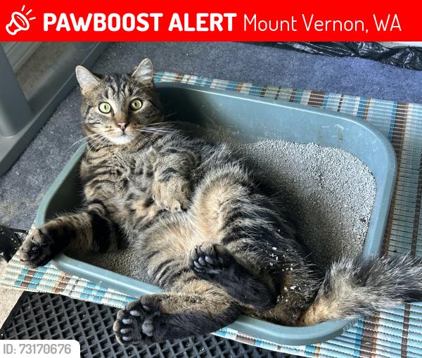 Lost Male Cat last seen Maddox Creek, Mount Vernon, WA 98274