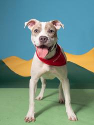 Shelter Stray Female Dog last seen Near UNION ST, Union City, GA, 1251 Fulton Industrial Blvd NW, Atlanta, GA 30336, USA