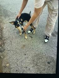 Shelter Stray Female Dog last seen Near MARTIN LUTHER KING JR DR NW, Atlanta, GA, 1251 Fulton Industrial Blvd NW, Atlanta, GA 30336, USA