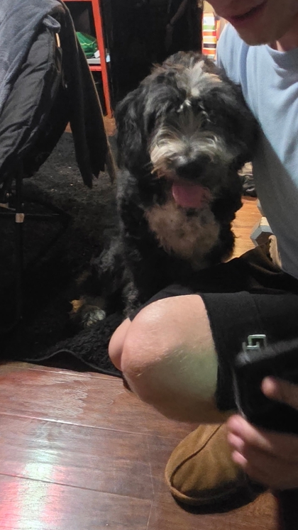 Shelter Stray Female Dog last seen Near Thorngrove Estate Way, Knox County GP, TN, 3201 Division St, Knoxville, TN 37919, USA