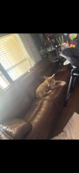 Lost Male Dog last seen Culebra, San Antonio, TX 78228