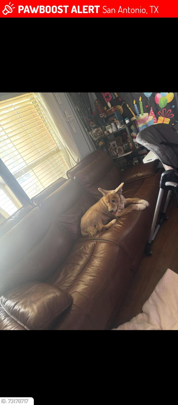 Lost Male Dog last seen Culebra, San Antonio, TX 78228