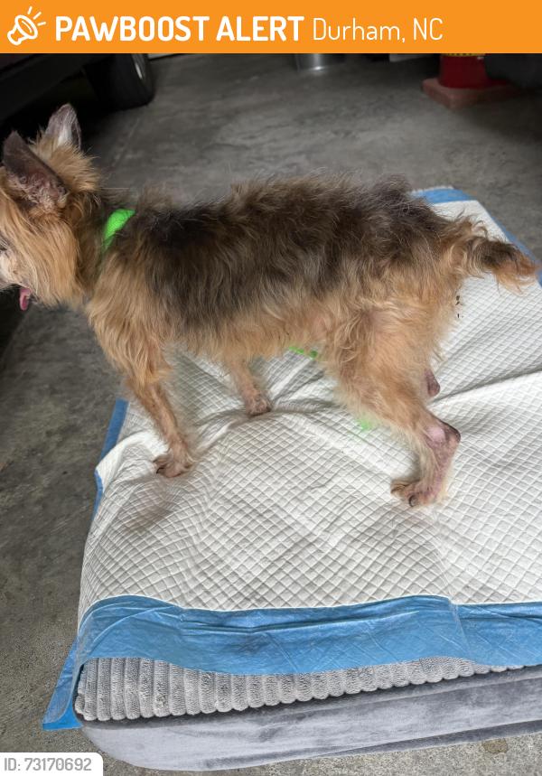 Found/Stray Male Dog last seen Loblolly Road and Red Cedar Circle, Durham, NC 27712