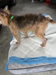 Found/Stray Male Dog last seen Loblolly Road and Red Cedar Circle, Durham, NC 27712