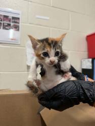 Shelter Stray Female Cat last seen Near St. Rose Ave, 70806, LA, 2550 Gourrier Ave, Baton Rouge, LA 70820, USA