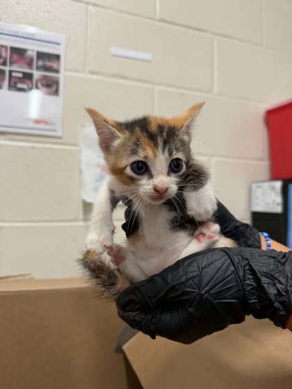 Shelter Stray Female Cat last seen Near St. Rose Ave, 70806, LA, 2550 Gourrier Ave, Baton Rouge, LA 70820, USA