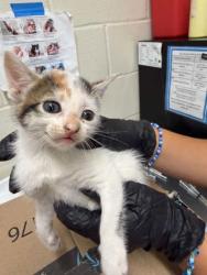 Shelter Stray Female Cat last seen Near St. Rose Ave, 70806, LA, 2550 Gourrier Ave, Baton Rouge, LA 70820, USA