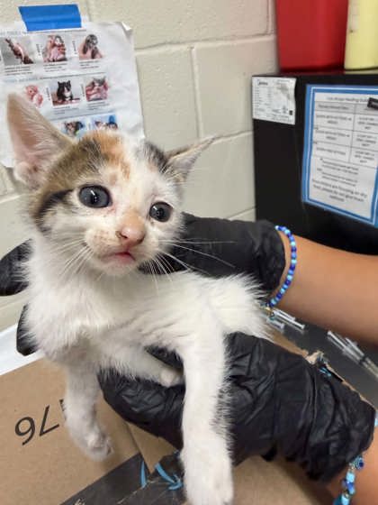 Shelter Stray Female Cat last seen Near St. Rose Ave, 70806, LA, 2550 Gourrier Ave, Baton Rouge, LA 70820, USA