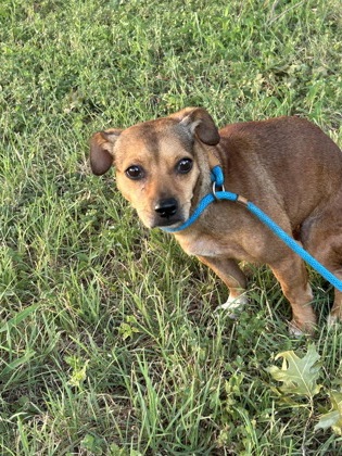 Shelter Stray Female Dog last seen Near CURZON AVE, West District, TX, 355 Hillshire Dr, Haslet, TX 76052, USA