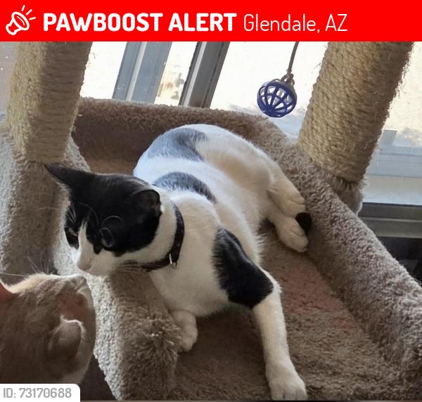 Lost Female Cat last seen 43rd Ave. North of Yorkshire, Glendale, AZ 85308