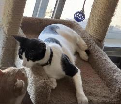 Lost Female Cat last seen 43rd Ave. North of Yorkshire, Glendale, AZ 85308