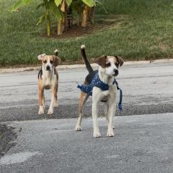 Found/Stray Male Dog last seen Nautical Way, Chattanooga, TN 37416