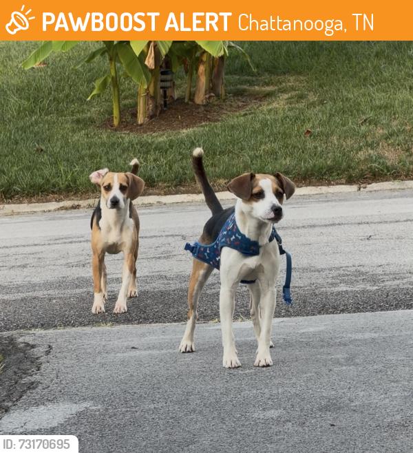 Found/Stray Male Dog last seen Nautical Way, Chattanooga, TN 37416