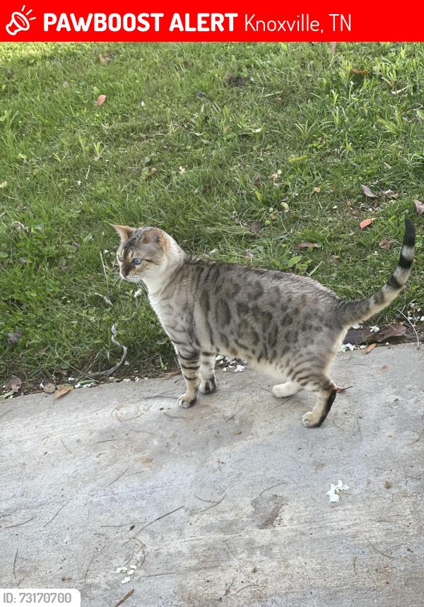 Lost Female Cat last seen Keller bend, Knoxville, TN 37922