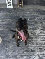 Found/Stray Female Dog last seen Orchard Park, Eastvale, CA 92880