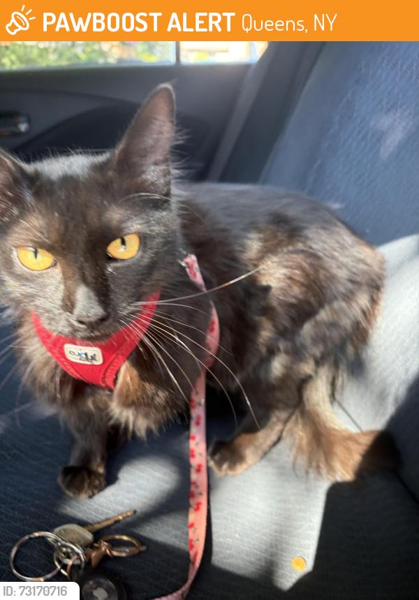 Found/Stray Female Cat last seen Horace Harding Expressway, Little Neck, Queens, NY 11362