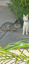Lost Male Cat last seen Moonlight lane Edinburg Tx, Edinburg, TX 78541